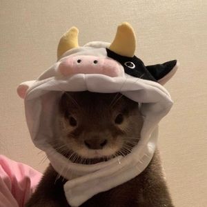 Meet your Posher, Hyunjin